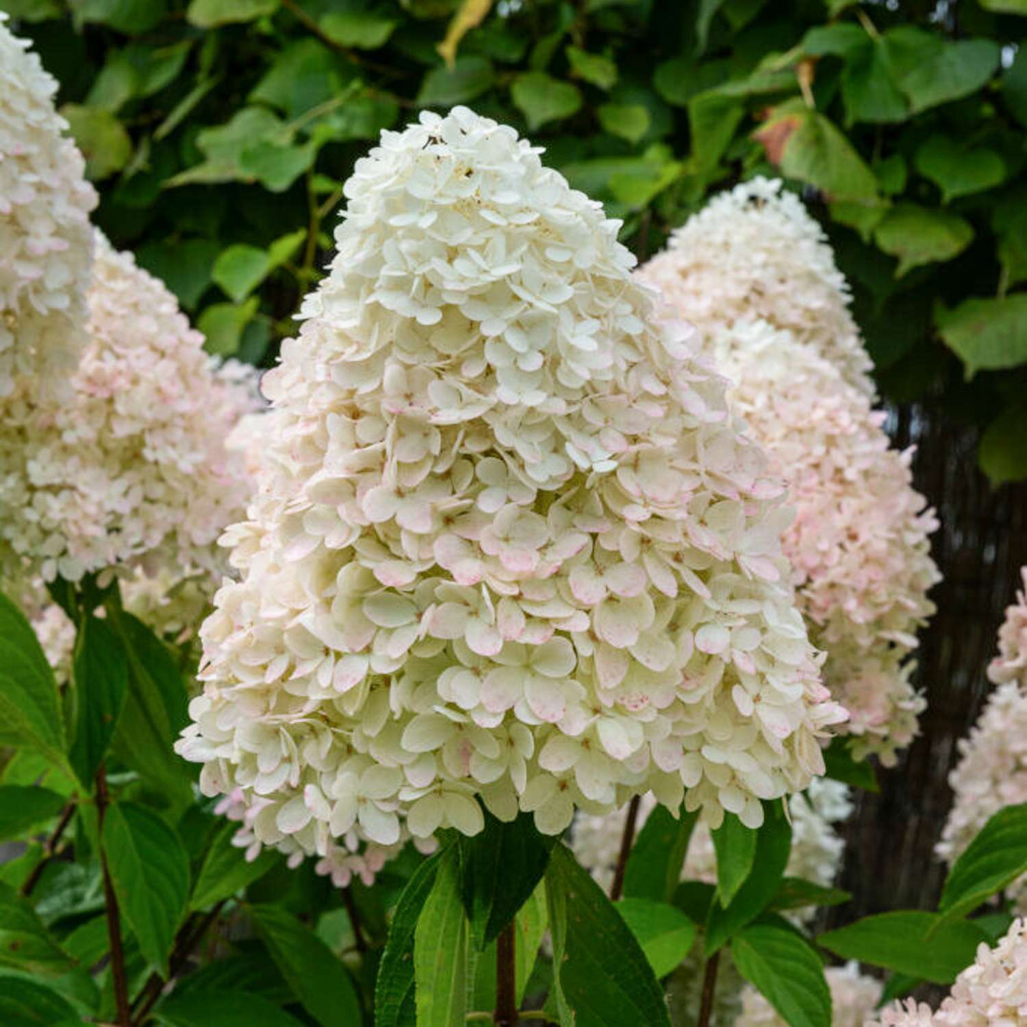 Hortensie ‘Magical Sweet Summer’